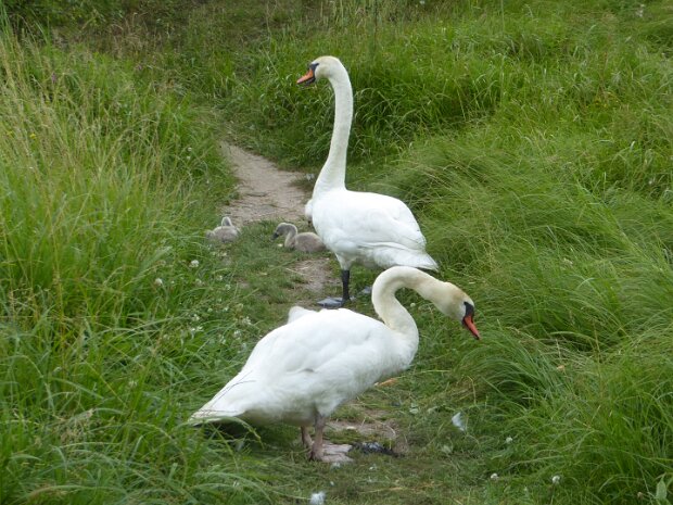 Dechsendorfer Weiher