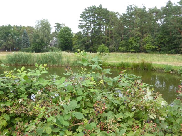 Dechsendorfer Weiher