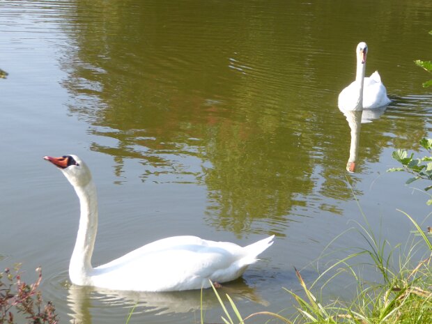 Dechsendorfer Weiher