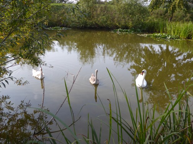 Dechsendorfer Weiher