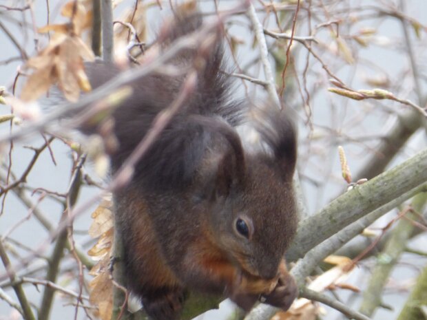 Eichhörnchen
