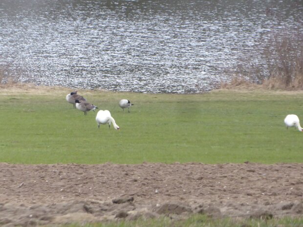 Dechsendorfer Weiher