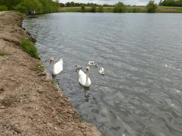 Dechsendorfer Weiher