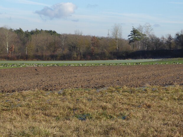 Dechsendorfer Weiher