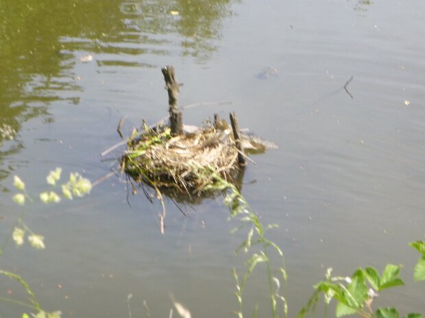 Dechsendorfer Weiher