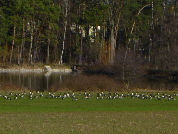 Dechsendorfer Weiher