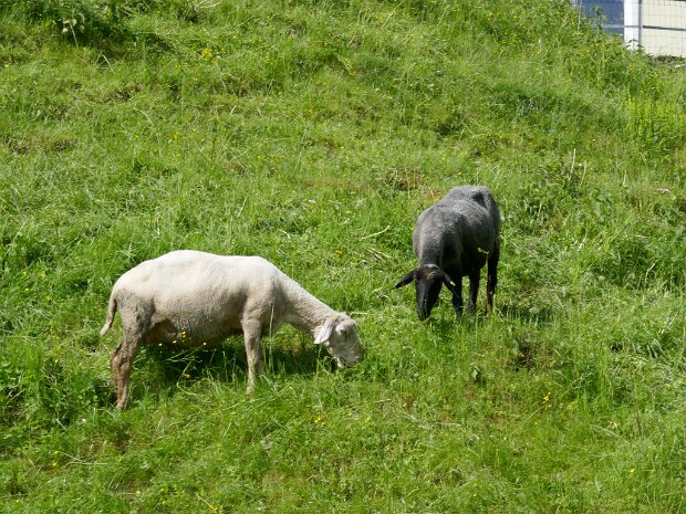 Trattenbach - Schoberstein