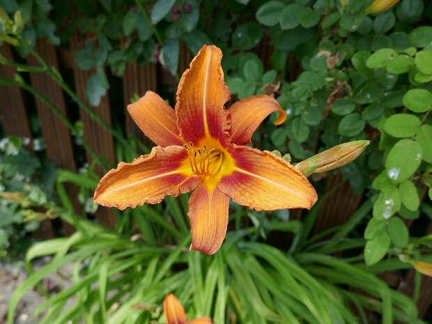 Obermembach - Dechsendorfer Weiher