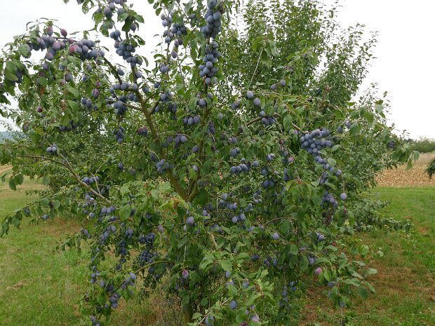Neunkirchen - Büchenbach