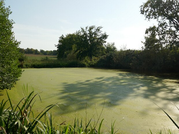 Dechsendorfer Weiher