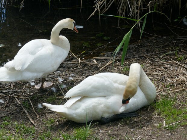 Dechsendorfer Weiher