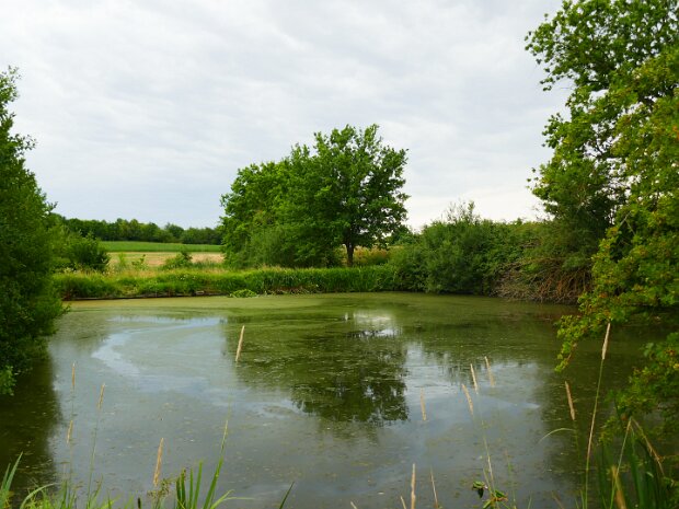 Dechsendorfer Weiher