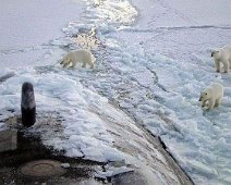 bears1 - Copy Polar bears approaching sub